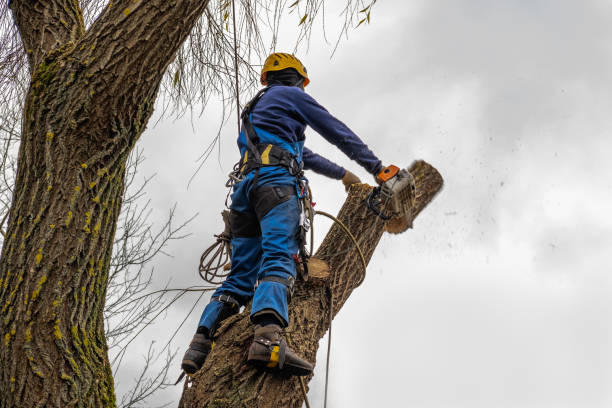 The Steps Involved in Our Tree Care Process in Mount Pleasant, NC